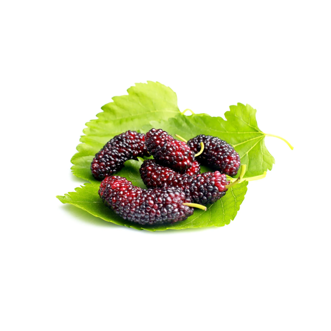 buy mulberry online in mumbai
