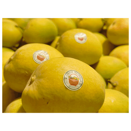 Ratnagiri Alphonso (Hapus) Mango - Medium