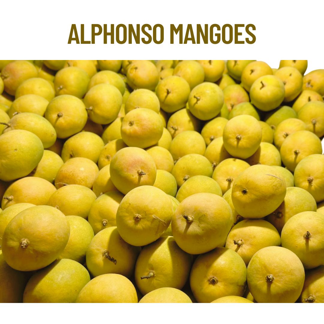Export Quality Alphonso (Hapus) Mango - Jumbo size