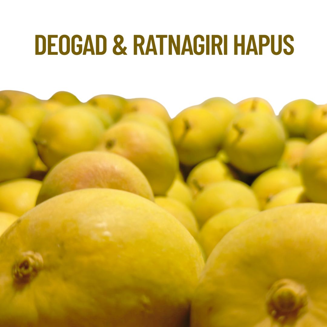 Export Quality Alphonso (Hapus) Mango - Jumbo size